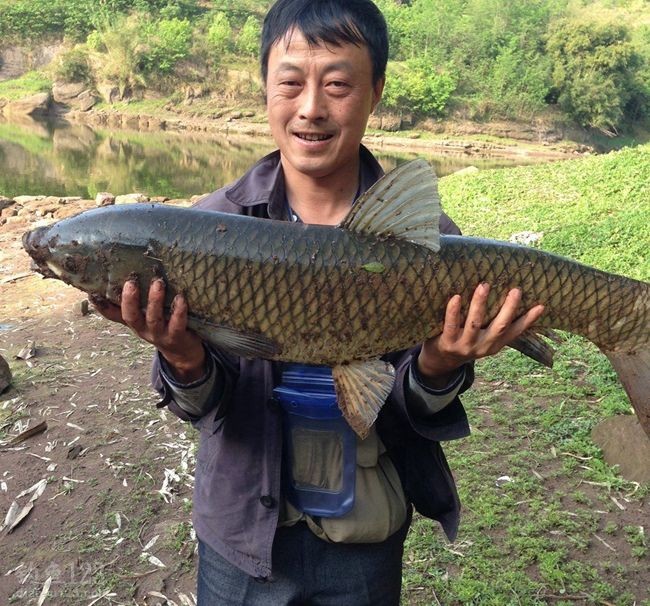 连跑两次大鱼最终钓获90公分大草鱼