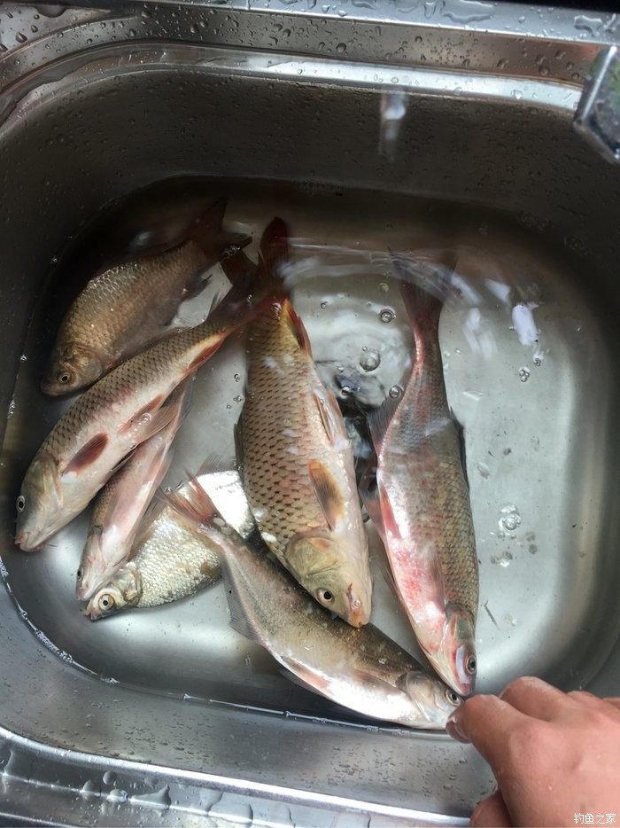 为了做一个合格的钓鱼人!加油 钓鱼之家饵料钓鳊鱼