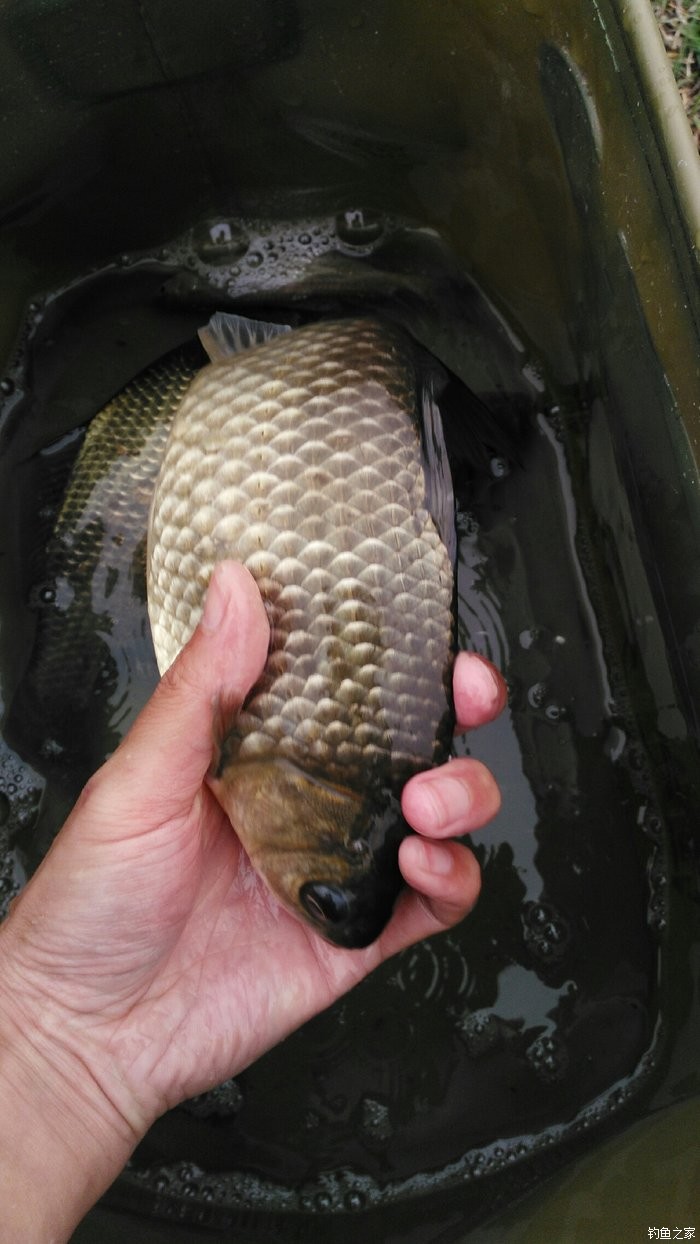 三钓龙泉湖,四鲫来献礼(第31届活动贴 自制饵料钓鲫鱼