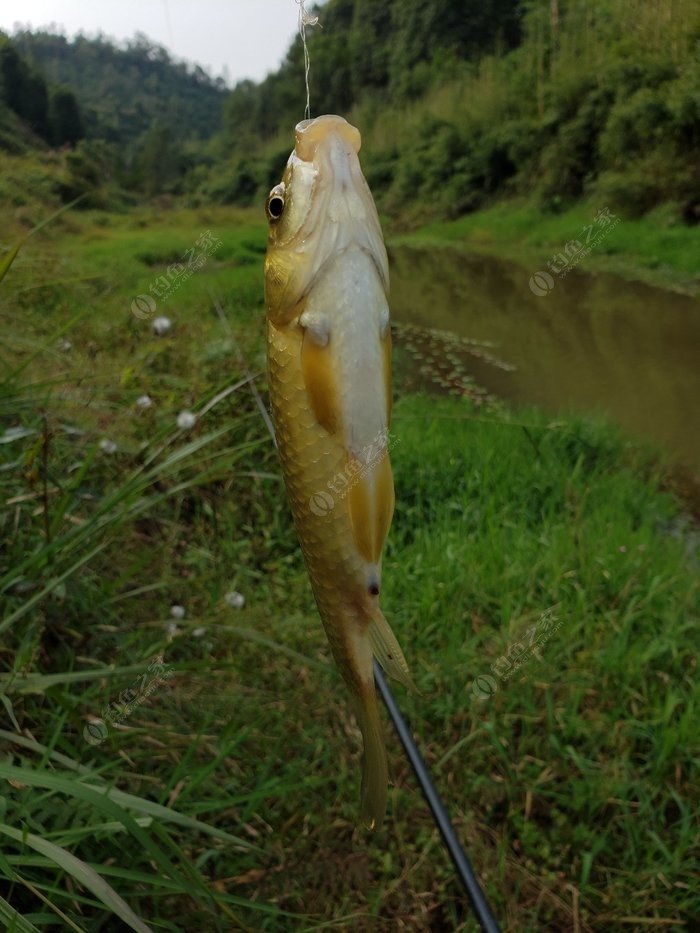 见过这么大的麻鱼子(虾虎鱼)吗?反正我第一次见到