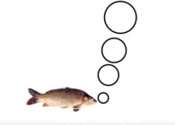 《钓鱼百科》 第八十六集 什么是鱼筋、鱼星？