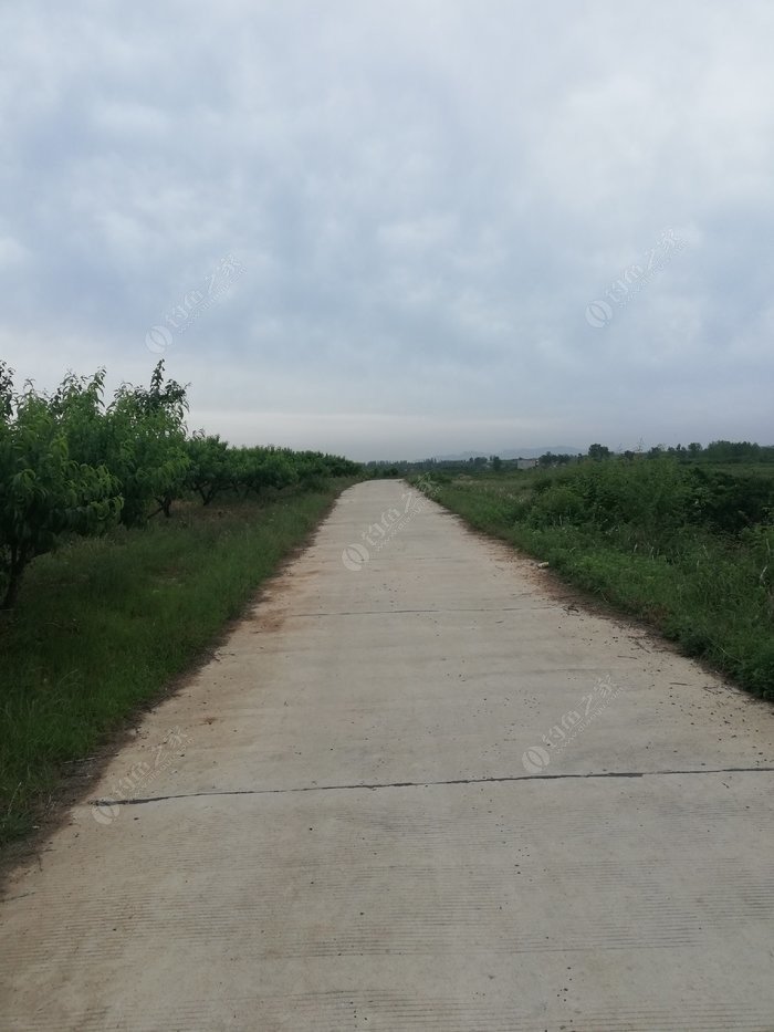 宽场的水泥路及路边各种果木树.