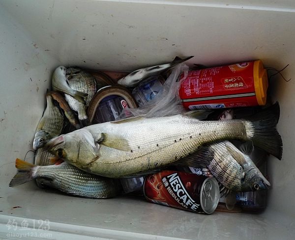 下海釣近2斤的大黑鯛魚獲多多