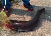 《垂釣對象魚視頻》 男子手竿江河釣獲大鯰魚