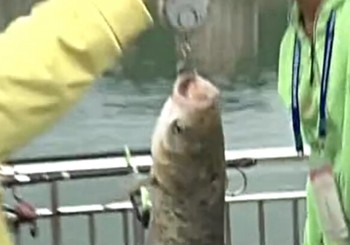 《钓鱼比赛视频》2014第六届中国升钟湖钓鱼大赛