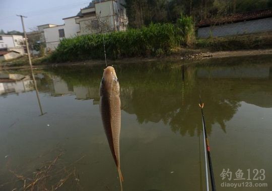 2015年元旦垂钓龙尾山渔获十几斤