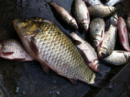 冬季釣野河收獲過斤野生大鯽魚