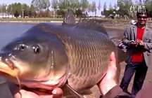 《釣友原創(chuàng)釣魚視頻》人工湖釣獲16斤純野生大鯉魚