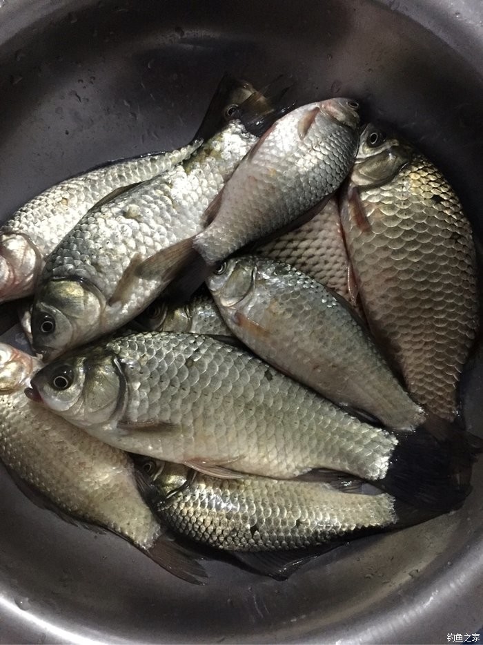 野钓,老地方,鱼获整理后图片 龙王恨饵料钓鲫鱼