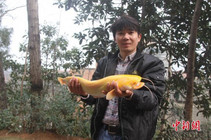 江西钓友在长江边钓到罕见黄金鲶鱼