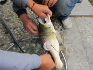 高手分享钓鲢鳙鱼饵料的特性和垂钓思路