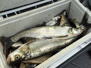 春季垂釣萬峰湖鯉魚翹嘴大爆護