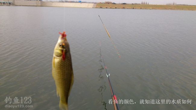 初釣大沽河垂釣黃金鯽