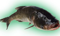 釣友在四川樂(lè)山釣到一條大鰱魚(yú)