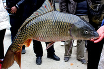 小鉤細(xì)線釣大魚(yú)實(shí)戰(zhàn)技巧分析