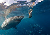 游客与“海洋杀手”大白鲨近距亲密接触