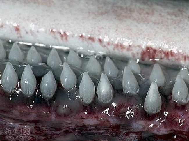 澳洲渔民捕获罕见3吨巨鲨 