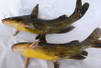 夏季串钩垂钓野生黄颡鱼的技巧分析
