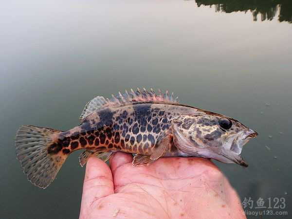 垂釣美麗五強溪,青魚鱖魚爆護忙