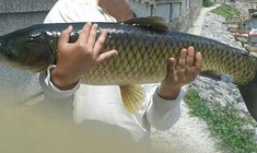 野生水庫(kù)釣鯽魚意外收獲大草魚