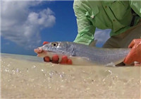 《海钓视频》 男子夏季大海作钓获海鱼