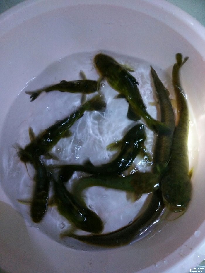 專搞無鱗魚 蚯蚓餌料釣黃顙魚