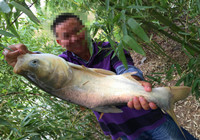 秋天野河雨中手竿臺釣大草魚大鰱鳙魚