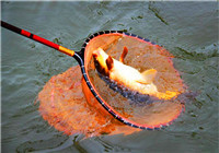 分享夏季调配钓鲤鱼饵料的方法（一）