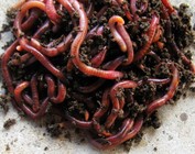 夏季炎热天气红蚯蚓饵料的保鲜四法
