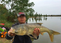 初冬鄱陽(yáng)湖手竿商品餌爆釣大頭魚(yú)和鯽魚(yú)