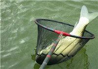 资深钓友分享夏季钓草鱼的常用方法