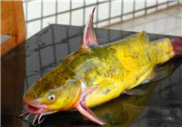 分享夏季钓黄颡鱼的核心技巧（下）