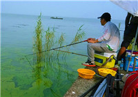 夏季水质变化对水库钓鱼的影响（下）