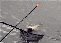 《垂釣對象魚視頻》 男子連竿上魚終于爆護