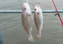 台州环岛渔具