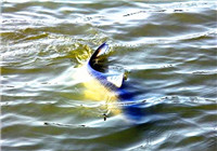 钓鱼时最常见的五种脱钩跑鱼的原因