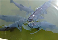 自然水域中五类适合垂钓青鱼的钓点特征