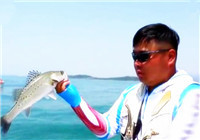 《江湖行》 第187期 青岛海钓猎鲈之行
