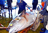 渔民捕获834斤蓝鳍金枪鱼高清图片