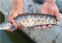 《釣友原創(chuàng)釣魚視頻》 水庫拋竿釣獲大黑魚