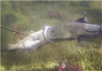 《垂钓对象鱼视频》 水下射中大鲤鱼遭遇意外全过程