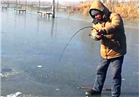 《垂钓对象鱼视频》野河冰钓大鲤鱼遛鱼全过程