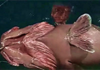 《海钓视频》 男子拼尽体力斩获巨型石斑鱼