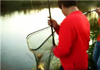 《垂钓对象鱼视频》 男子春季河边野钓收获大草鱼
