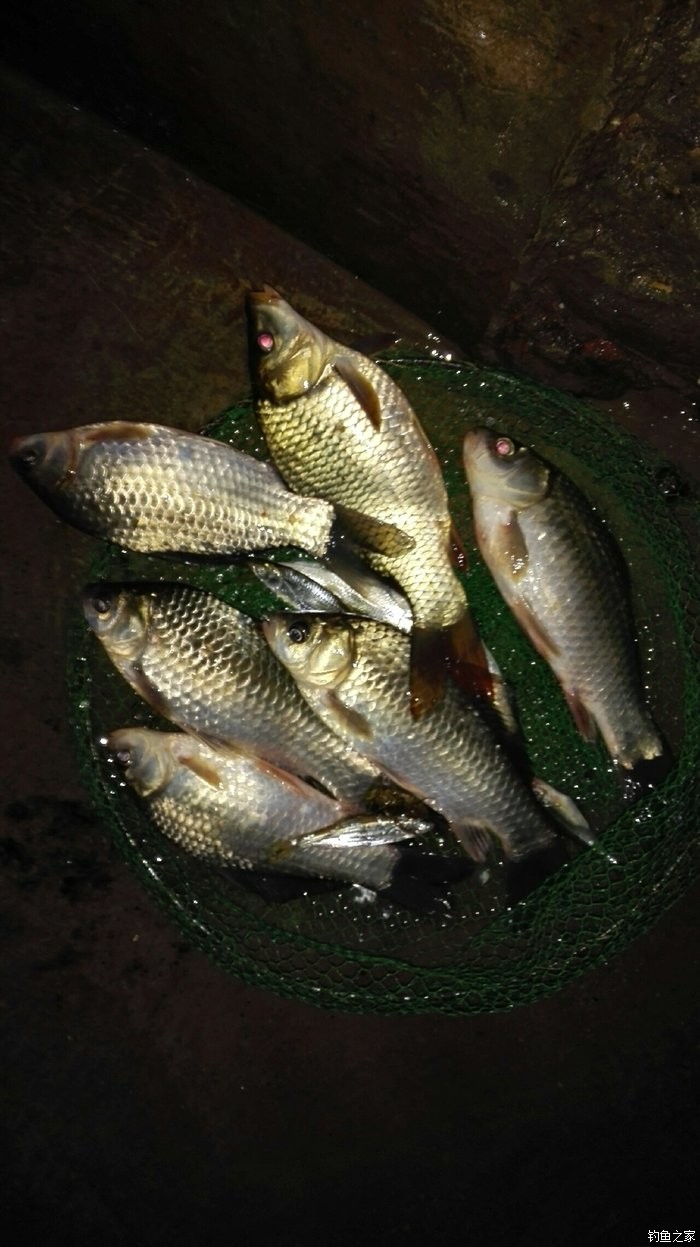 再夜钓 老鬼饵料钓鲤鱼