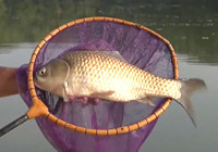 《垂釣對象魚視頻》男子夏季湖面垂釣收獲大鯽魚