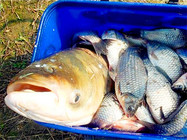 夏季钓鲢鳙鱼的窝料配方和渔具搭配技巧