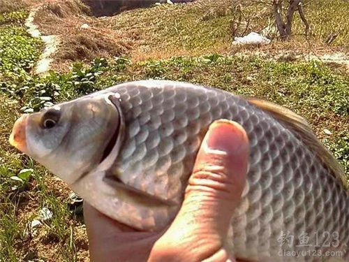 釣鯽魚餌料