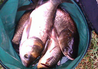 适合钓鲢鳙鱼的发酵饵料配方和制作方法