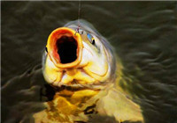 分享夏季水库钓鲤鱼必须掌握的五个技巧